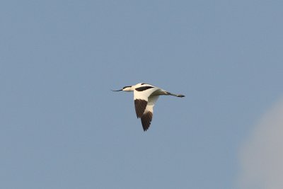 Recurvirostra avosetta - Pied Avocet