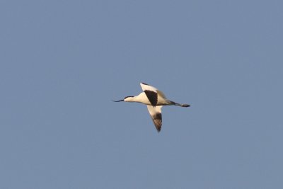 Recurvirostra avosetta - Pied Avocet