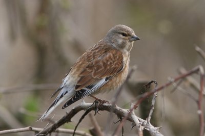 Linaria cannabina - Common Linnet