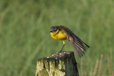 Motacilla flava - Blue-headed Wagtail