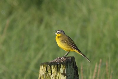 Motacilla flava - Blue-headed Wagtail