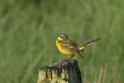 Motacilla flava - Blue-headed Wagtail