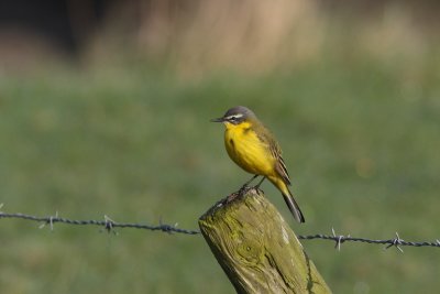 Motacilla flava - Blue-headed Wagtail