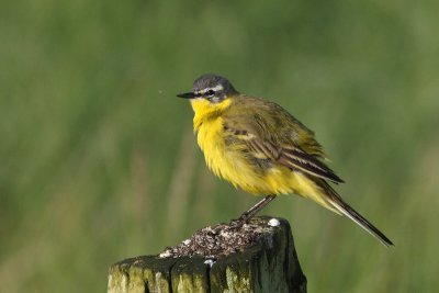 Motacilla flava - Blue-headed Wagtail