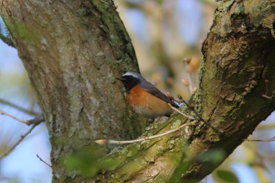 Phoenicurus phoenicurus - Common Redstart