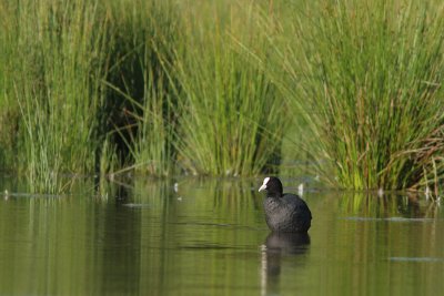 Fulica atra - Eurasian Coot