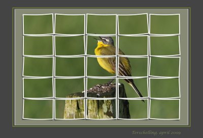Blue-headed Wagtail
