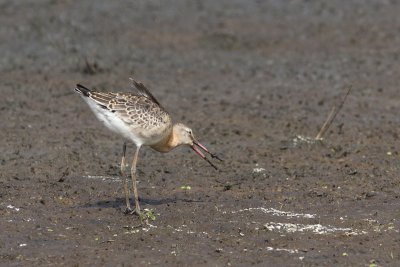 Limosa limosa - Black-tailed Godwit