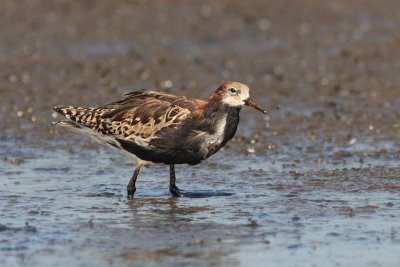 Philomachus pugnax - Ruff