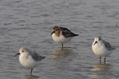 Calidris alba - Sanderling