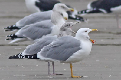 Larus michahellis - Yellow-legged Gull