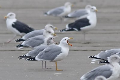 Larus michahellis - Yellow-legged Gull