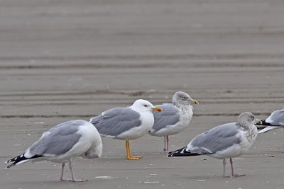 Larus michahellis - Yellow-legged Gull