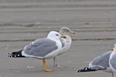 Larus michahellis - Yellow-legged Gull