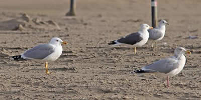 Larus michahellis - Yellow-legged Gull