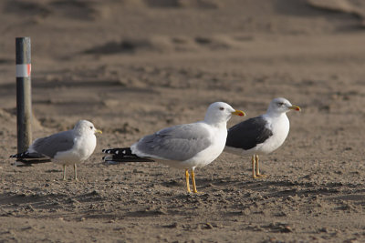 Larus michahellis - Yellow-legged Gull