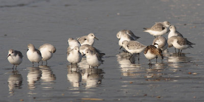 Calidris alba - Sanderling