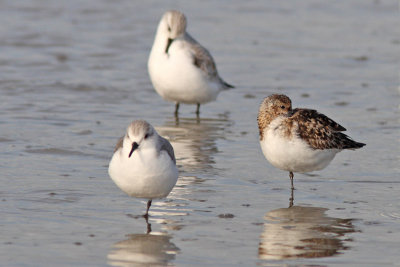 Calidris alba - Sanderling