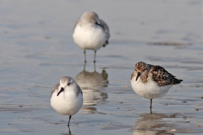 Calidris alba - Sanderling