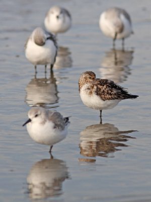 Calidris alba - Sanderling