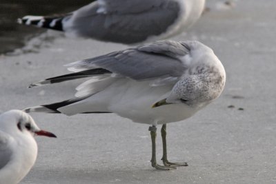 Common Gull with clip ring