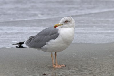 Larus a. argentatus- Baltic Herring Gull with yellowish legs 

