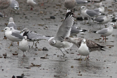 Larus argentatus - Herring Gull bullies Larus canus - Common Gull