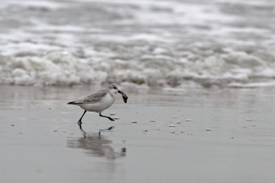 Calidris alba - Sanderling