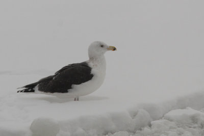 Larus marinus - Great Black-backed Gull
