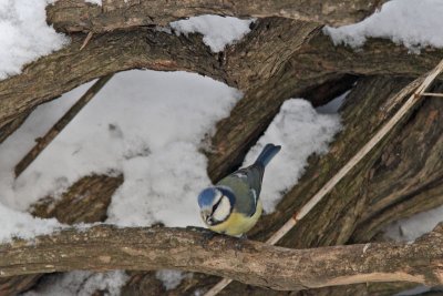Cyanistes caeruleus - Blue Tit