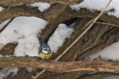 Cyanistes caeruleus - Blue Tit