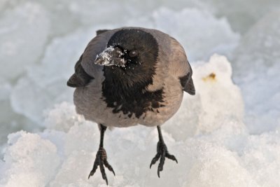 Bonte Kraai