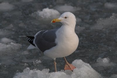 Zilvermeeuw