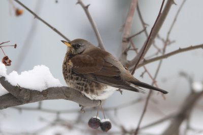 Turdus pilaris - Fieldfare