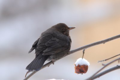 Turdus merula - Eurasian Blackbird