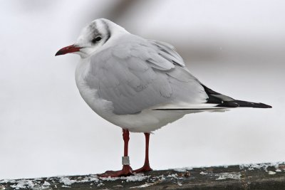 Kokmeeuw, >5CY