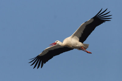 Ciconia ciconia - White Stork