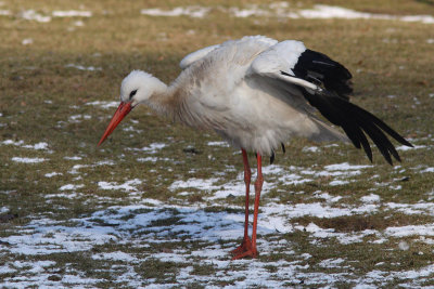 Ciconia ciconia - White Stork