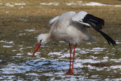 Ciconia ciconia - White Stork