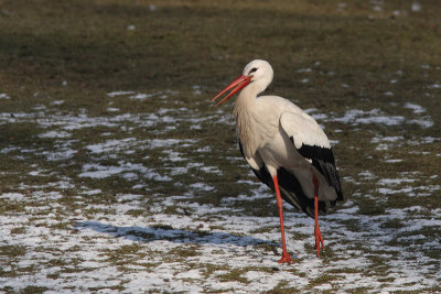 Ciconia ciconia - White Stork