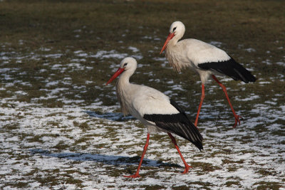 Ciconia ciconia - White Stork