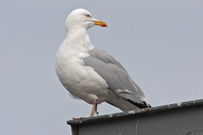 Herring Gull G[S]