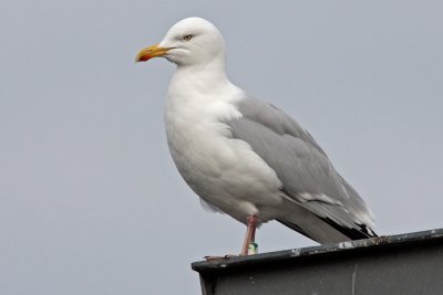 Zilvermeeuw
