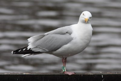 Zilvermeeuw