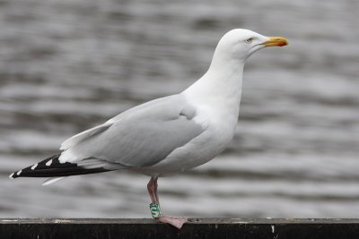 Zilvermeeuw