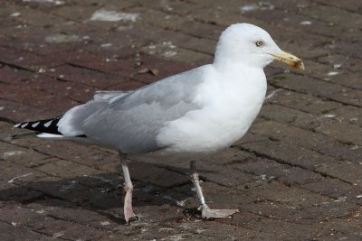 Herring Gull M[5414557] Arnhem