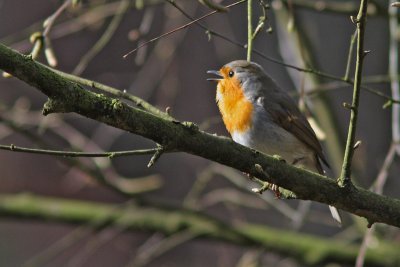 Erithacus rubecula - European Robin 