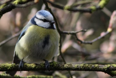 Cyanistes caeruleus - Blue tit