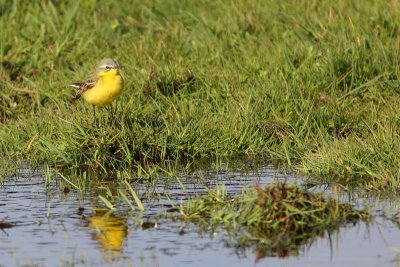 Motacilla flava - Blue-headed Wagtails