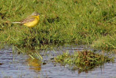 Motacilla flava - Blue-headed Wagtails